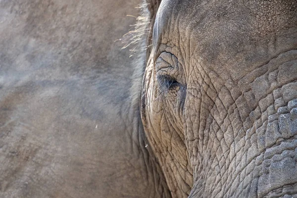 Глаз слона закрывается в парке Крюгера на юге Африки — стоковое фото