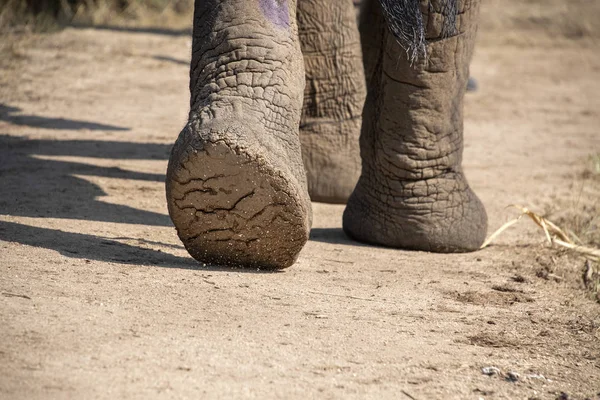 クルーガーパーク南アフリカで象の足を閉じる — ストック写真