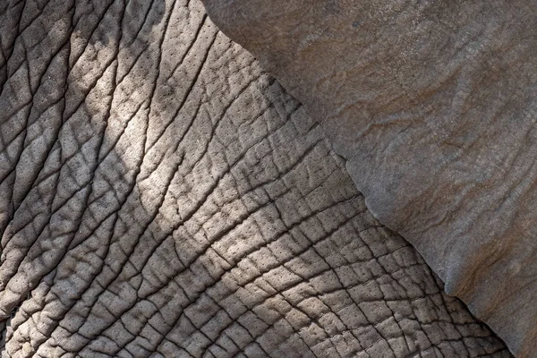 Piel de elefante detalle de cerca —  Fotos de Stock
