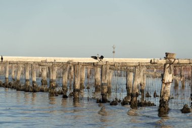 Chioggia İtalya'da midye yetiştiriciliği