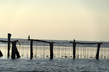 Chioggia İtalya'da midye yetiştiriciliği