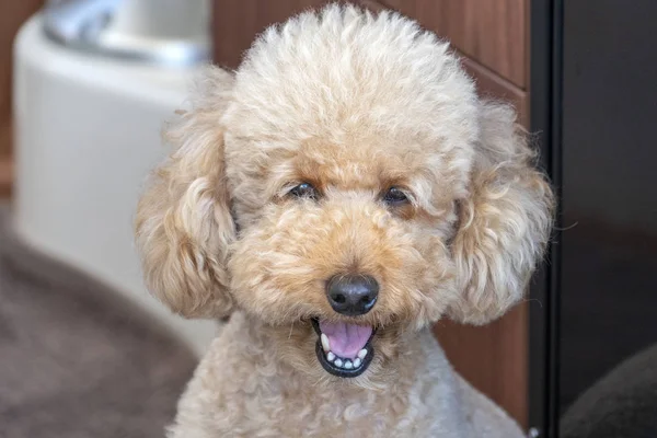 Happy poodle dog looking at you — Stock Photo, Image