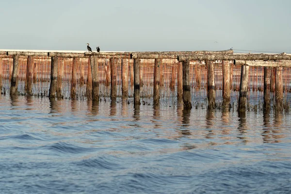 Chioggia İtalya'da midye yetiştiriciliği — Stok fotoğraf