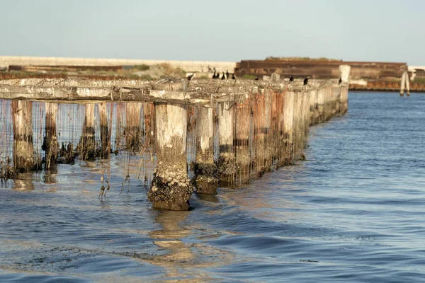 Kagyló tenyésztés Chioggia Olaszország — Stock Fotó