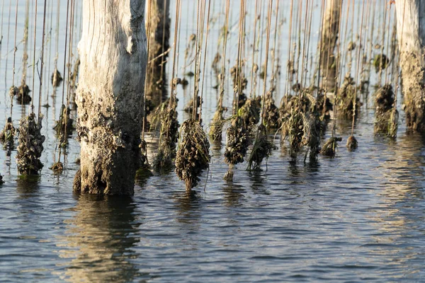 Hodowla małży w Chioggia we Włoszech — Zdjęcie stockowe