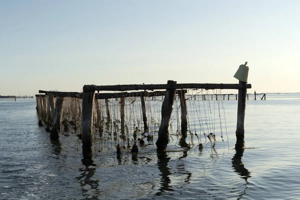 Hodowla małży w Chioggia we Włoszech — Zdjęcie stockowe