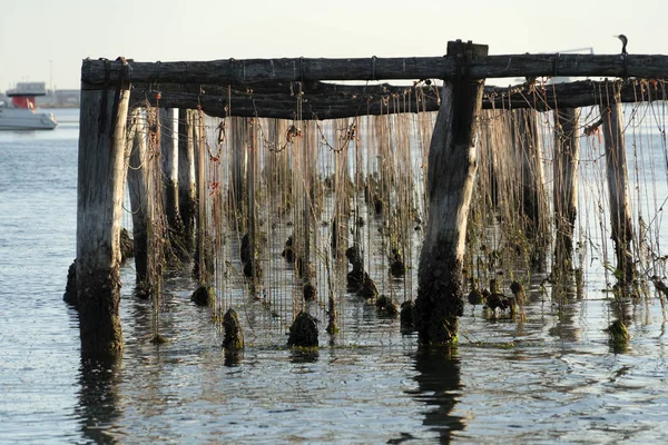 Chov mušlí v Chioggia (Itálie) — Stock fotografie