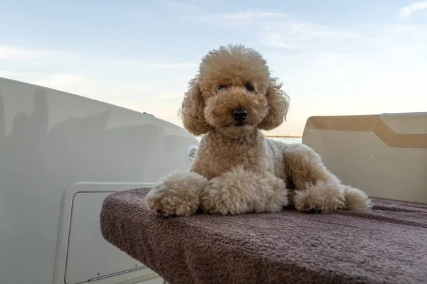 Happy pudel hund tittar på dig — Stockfoto