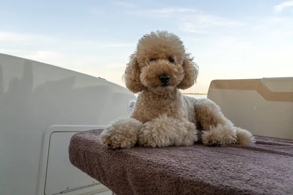 Feliz cão poodle olhando para você — Fotografia de Stock