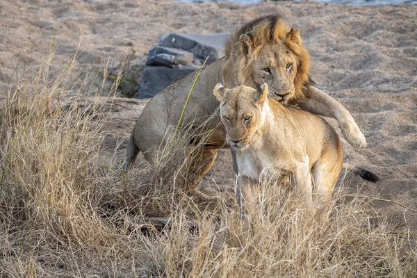 Lions accouplement dans le parc Kruger Afrique du Sud — Photo