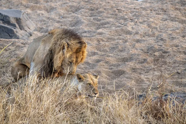 Lions accouplement dans le parc Kruger Afrique du Sud — Photo
