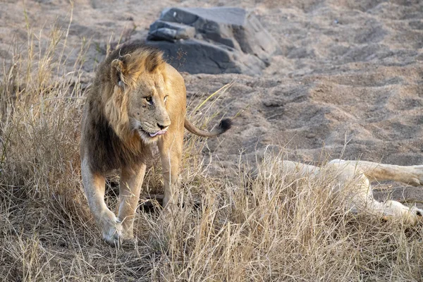 Leeuwen paring in Kruger Park Zuid-Afrika — Stockfoto