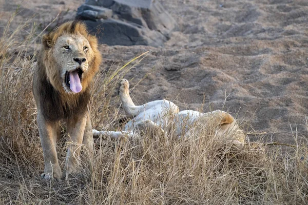 Львы спариваются в парке Крюгера на юге Африки — стоковое фото