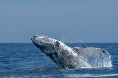 kambur balina cabo san lucas ihlal