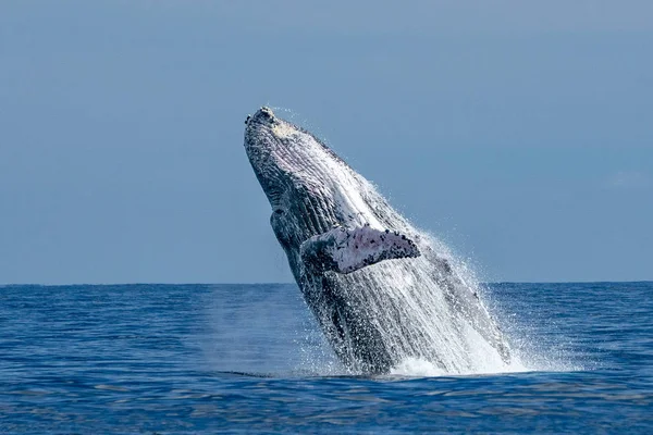 Quebra de baleia jubarte no cabo san lucas — Fotografia de Stock