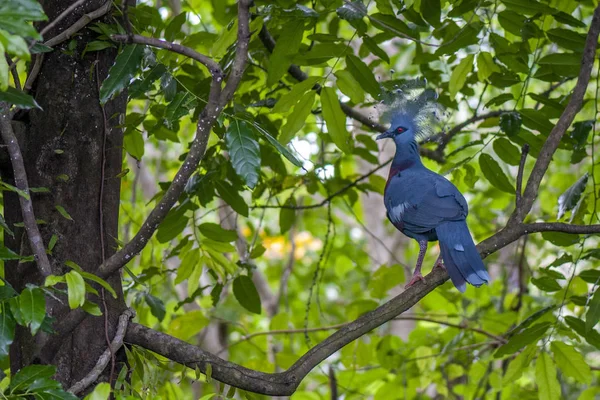 Gołąb niebieski koronowany w Indonezji — Zdjęcie stockowe