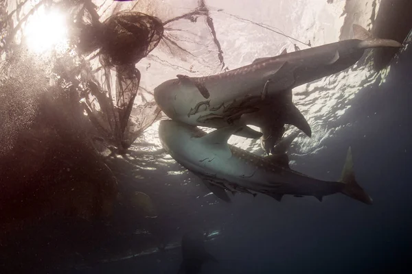 Китовые акулы под водой идут к вам в западном Папуа-Индонезии — стоковое фото