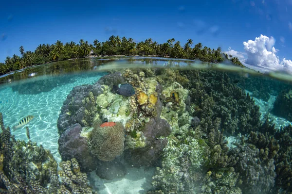 Snorkel en la polinesia francesa laguna de agua turquesa coral gard — Foto de Stock