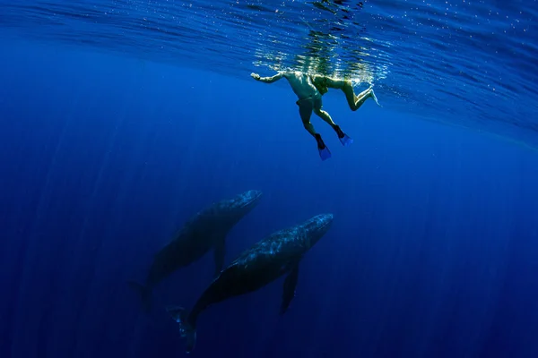 Snorkeling with Humpback whale underwater in pacific ocean Moore — Stockfoto