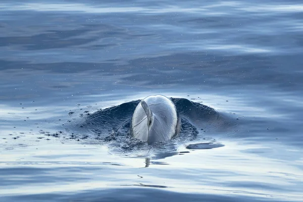 Dolphin while swimming in the deep blue sea — Stock Photo, Image