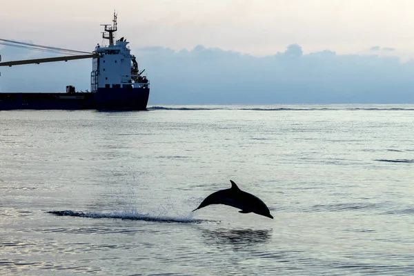 Saltador de delfines rayado al atardecer frente al buque cisterna —  Fotos de Stock