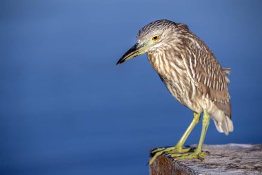Gece balıkçıl portreyi kapat.