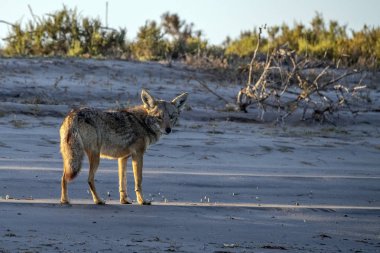 Baja California 'da kumdaki çakal.
