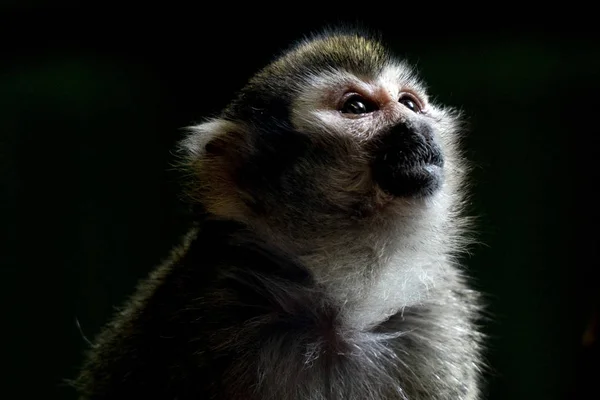 Retrato comum de macaco-esquilo — Fotografia de Stock