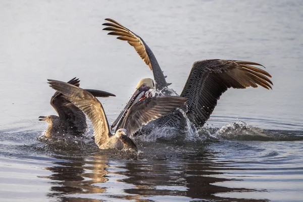 Gün batımında pelikan bir balık için martılarla savaşıyor. — Stok fotoğraf