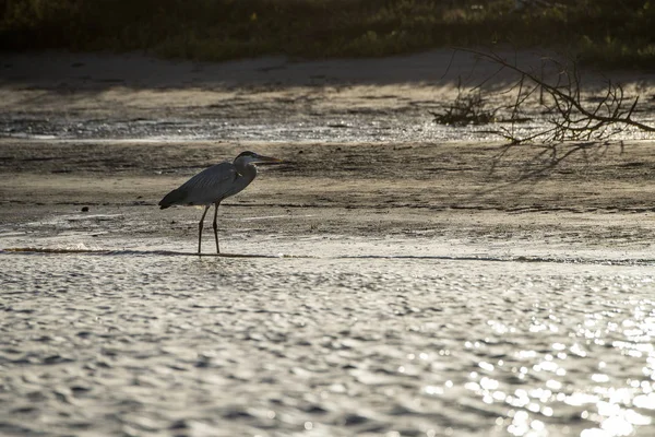 Blaureiher auf dem Sand in Kalifornien — Stockfoto