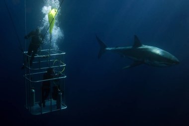 Dalgıçlar ile büyük beyaz köpekbalığı su altında bir kafeste 