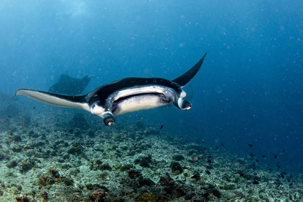 Manta bajo el agua en el fondo azul del océano —  Fotos de Stock