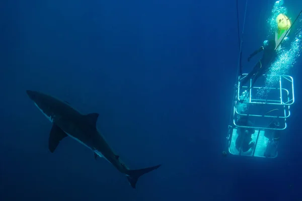 Buceadores en una jaula con tiburón blanco bajo el agua — Foto de Stock