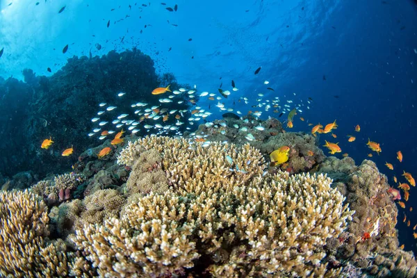 Maldivas casa de corales para peces — Foto de Stock