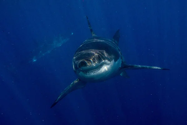 Weißer Hai bereit zum Angriff aus tiefem Blau — Stockfoto