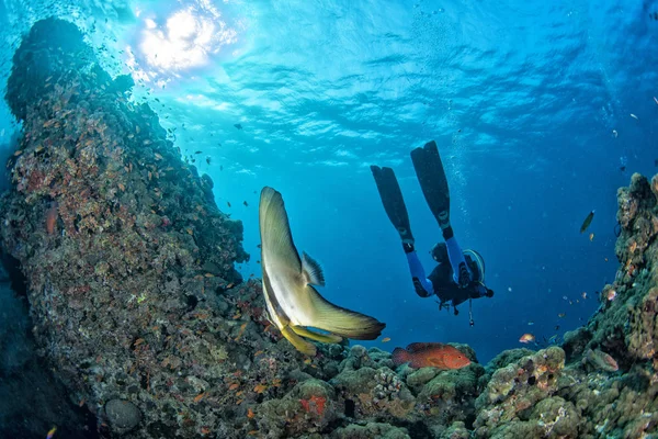 Mergulhador encontra um peixe morcego subaquático — Fotografia de Stock