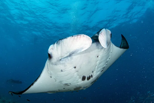 Manta pod wodą w tle błękitnego oceanu — Zdjęcie stockowe