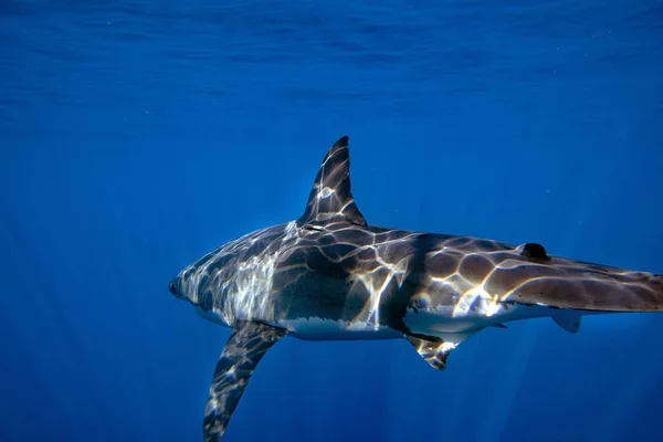 Grande tubarão branco pronto para atacar de azul profundo — Fotografia de Stock