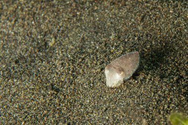 Bebek yenidoğan mürekkep balığı yumurta makro yakın çekim