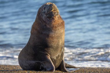 Sahilde erkek Deniz Aslan