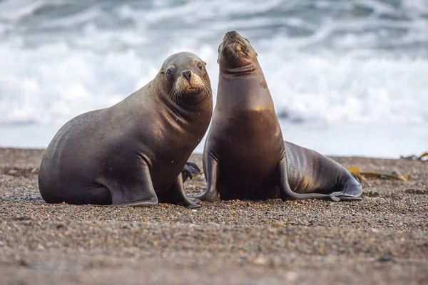 パタゴニアのビーチで海のライオン — ストック写真