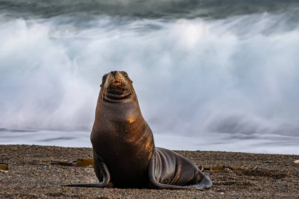 Deniz aslanı beach görüntü'nün üzerinde etkisi hareket — Stok fotoğraf