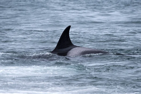 Orka orka orka bij het strand in Patagonië — Stockfoto