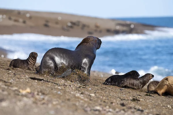 Männlicher Seelöwe am Strand auf der Flucht — Stockfoto