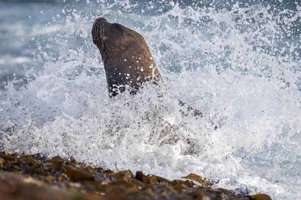 Männlicher Seelöwe am Strand auf Meereswellen-Schaum — Stockfoto