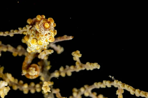 Gele Bargibanti Pigmy Sea Horse in Tulamben Bali met garnaal garnalen — Stockfoto