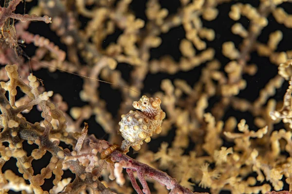 Yellow Bargibanti Pigmy Sea Horse in Tulamben Bali with prawn shrimp — Stock Photo, Image