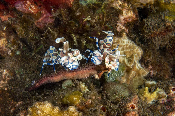 小丑虾鳕鱼线虫太平洋关闭 — 图库照片