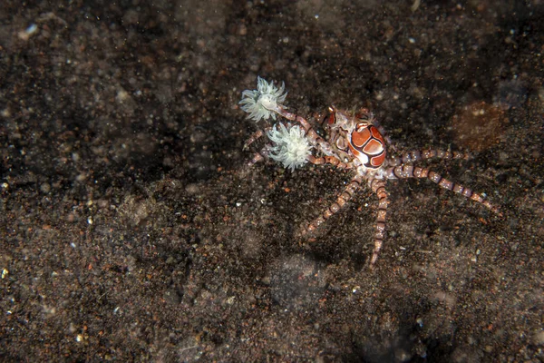 Boxare krabba underwater närbild porträtt macro — Stockfoto