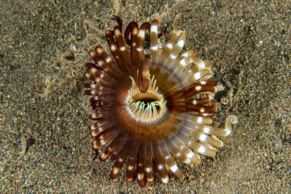 Ceriantus onderwaterbloemworm in Indonesië — Stockfoto